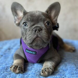 Charita French Bulldog Charita French Bulldog