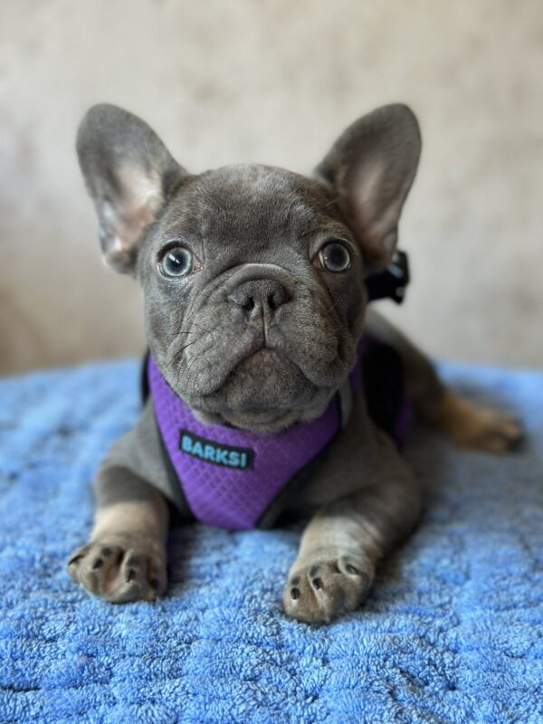 Charita French Bulldog Charita French Bulldog