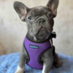Charita-female-french-bulldog-puppy-for-sale-1 (2)