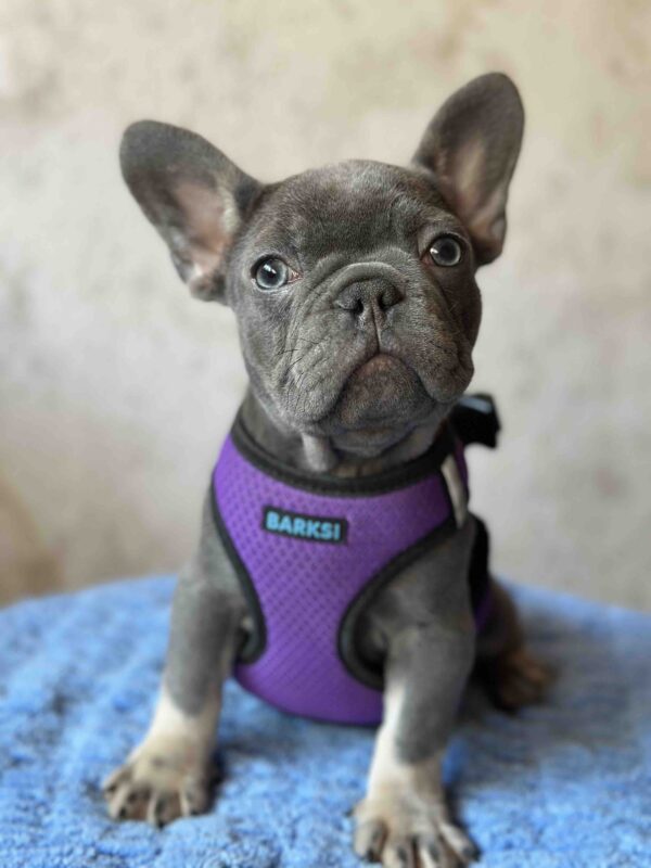 Charita French Bulldog Charita French Bulldog