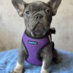 Charita-female-french-bulldog-puppy-for-sale-1 (3)