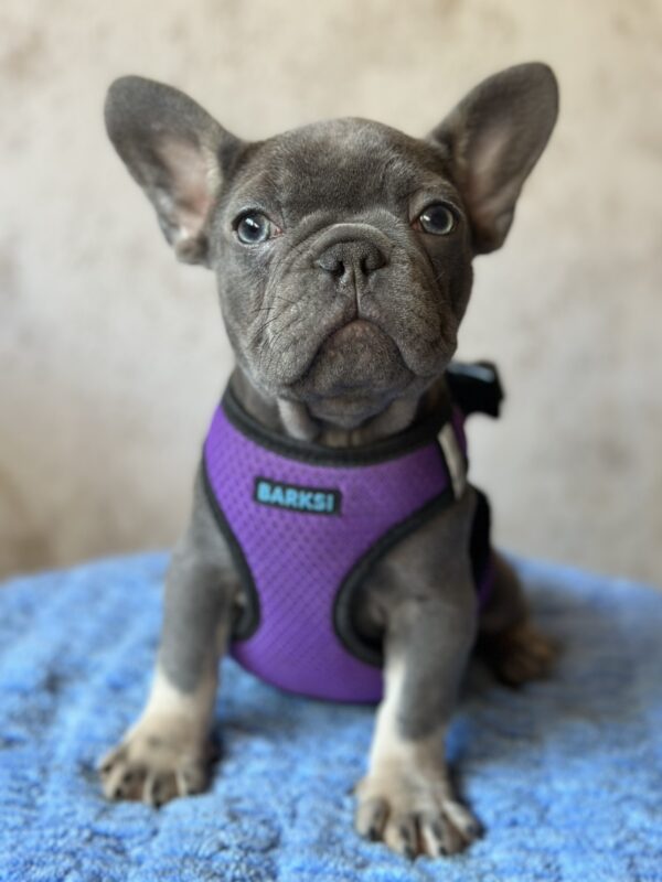 Charita French Bulldog Charita French Bulldog