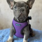 Charita-female-french-bulldog-puppy-for-sale-1 (4)