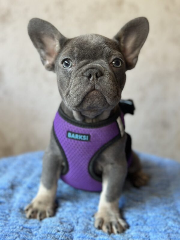 Charita French Bulldog Charita French Bulldog