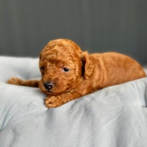 Cheysa Toy Poodle Cheysa Toy Poodle