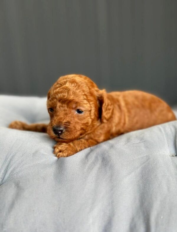 Cheysa Toy Poodle Cheysa Toy Poodle