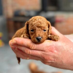 Cheysa Toy Poodle Cheysa Toy Poodle