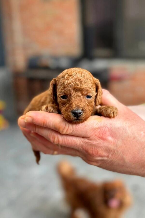 Cheysa Toy Poodle Cheysa Toy Poodle