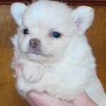 Chicha-male-Pomchi-puppy-for sale-1-1