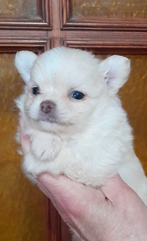Chicha Pomchi Chicha Pomchi