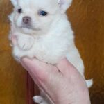 Chicha-male-Pomchi-puppy-for sale-1
