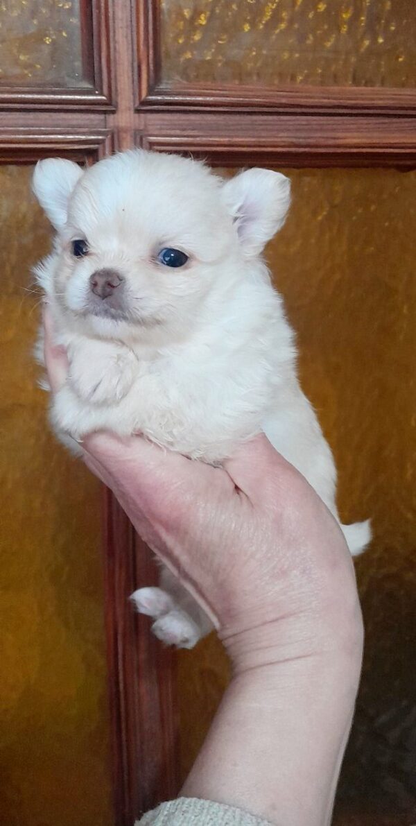 Chicha Pomchi Chicha Pomchi