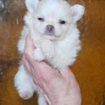 Chicha-male-Pomchi-puppy-for sale-2