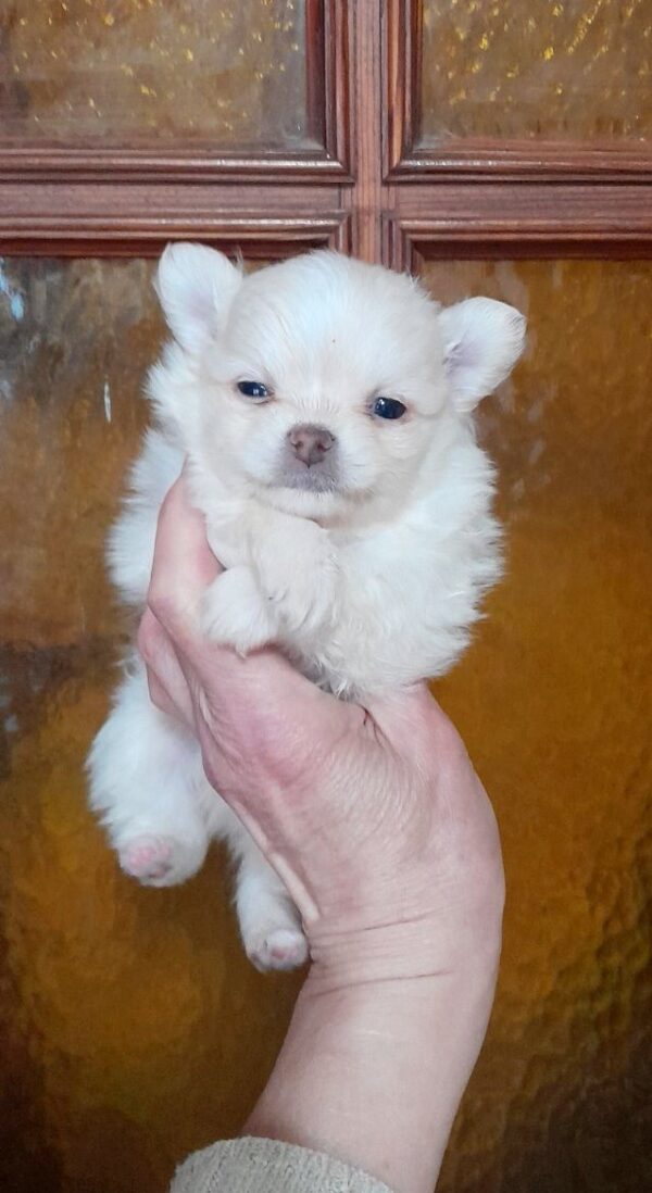 Chicha Pomchi Chicha Pomchi