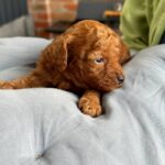 Chika-female-Poodle-puppy-for-sale-1