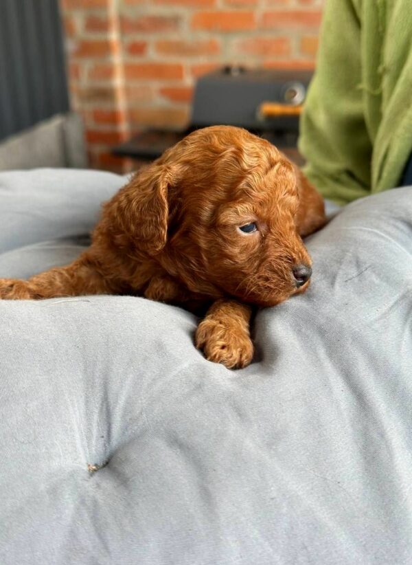 Chika Toy Poodle Chika Toy Poodle