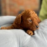 Chika-female-Poodle-puppy-for-sale-2