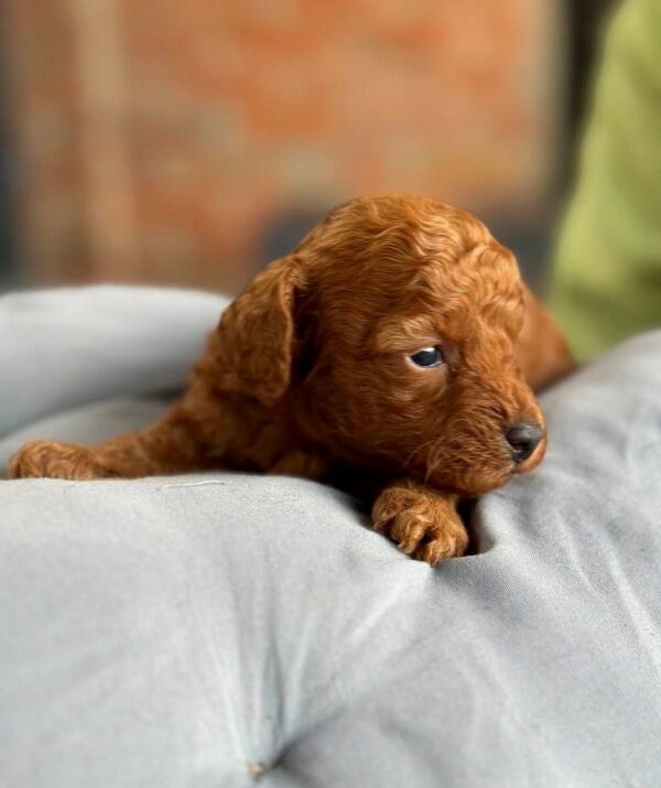 Chika Toy Poodle Chika Toy Poodle