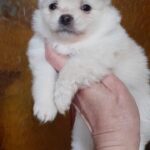 Chimmy-female-Pomchi-puppy-for sale-1