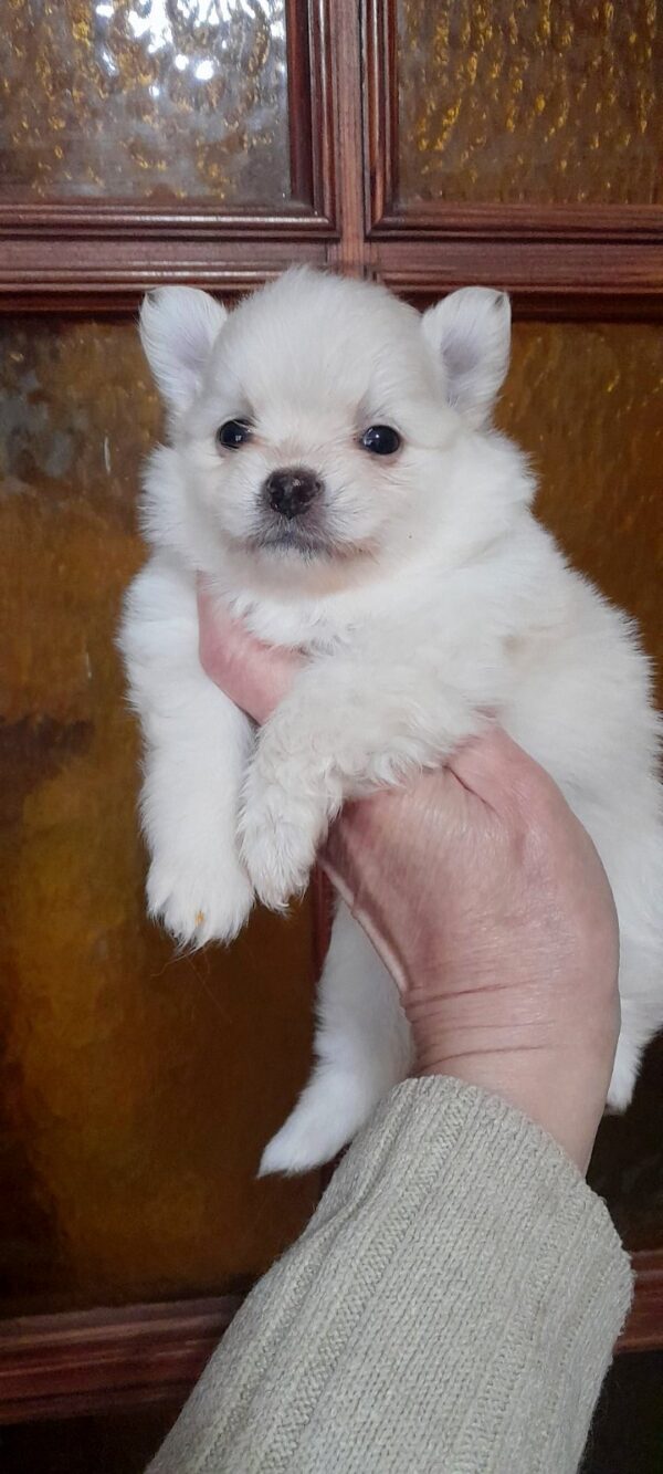 Chimmy Pomchi Chimmy Pomchi