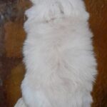 Chimmy-female-Pomchi-puppy-for sale-2