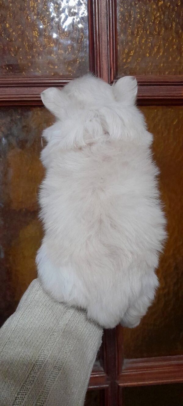 Chimmy Pomchi Chimmy Pomchi