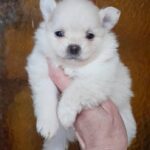 Chimmy-female-Pomchi-puppy-for sale-3