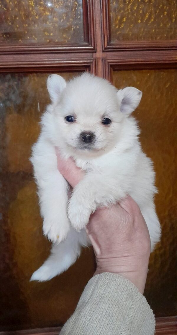 Chimmy Pomchi Chimmy Pomchi