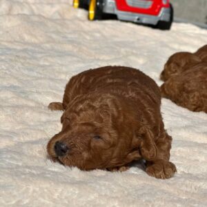 Choby Toy Poodle Choby Toy Poodle