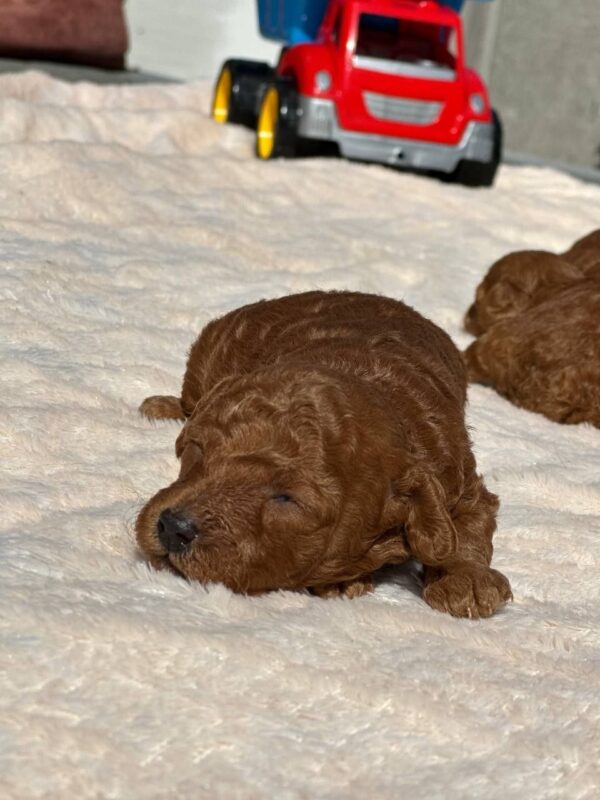 Choby Toy Poodle Choby Toy Poodle