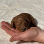 Choby-male-Poodle-puppy-for-sale-2
