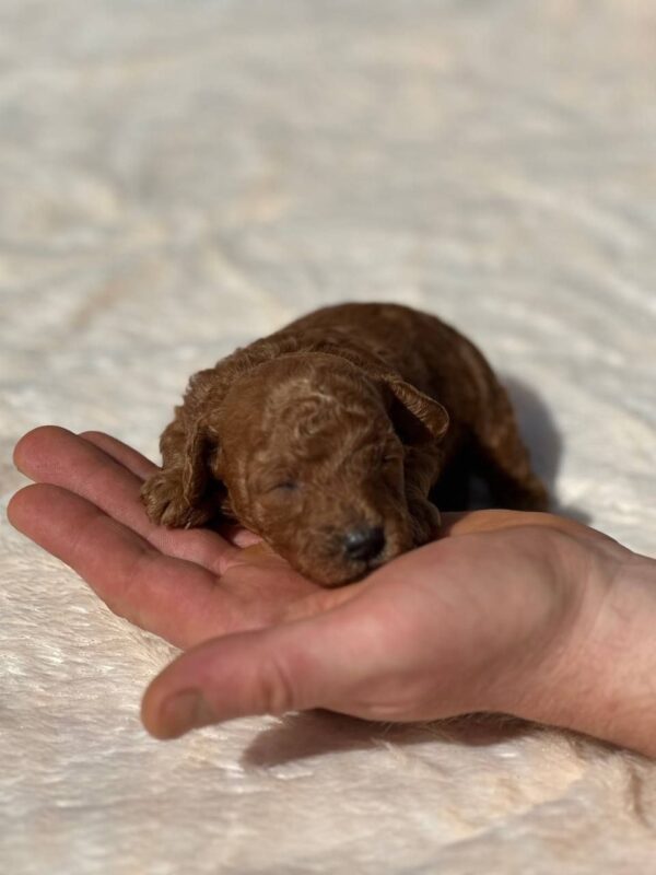 Choby Toy Poodle Choby Toy Poodle