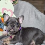 Curly-female-french-bulldog-puppy-for-sale-1 (1)