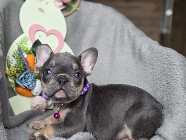 Curly French Bulldog Curly French Bulldog