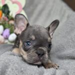 Curly-female-french-bulldog-puppy-for-sale-1 (2)