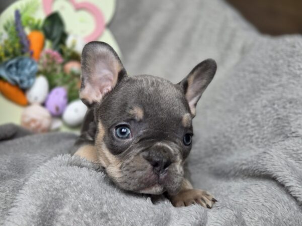 Curly French Bulldog Curly French Bulldog