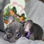 Curly-female-french-bulldog-puppy-for-sale-1 (3)