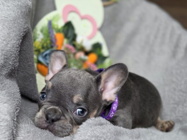 Curly French Bulldog Curly French Bulldog