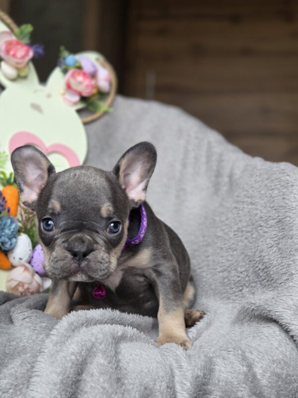 Curly French Bulldog Curly French Bulldog