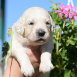 Cyro-male-golden-retriever-puppy-for-sale- (1)