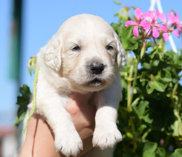 Cyro Golden Retriever Cyro Golden Retriever