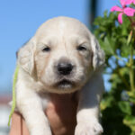 Cyro-male-golden-retriever-puppy-for-sale- (2)