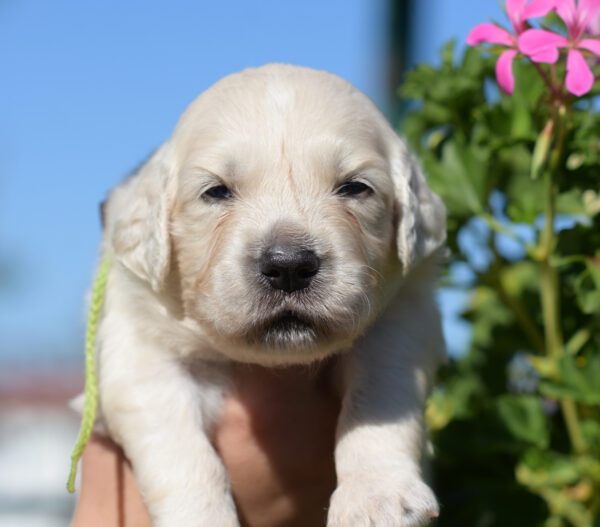 Cyro Golden Retriever Cyro Golden Retriever