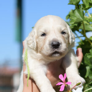 Cyro Golden Retriever Cyro Golden Retriever