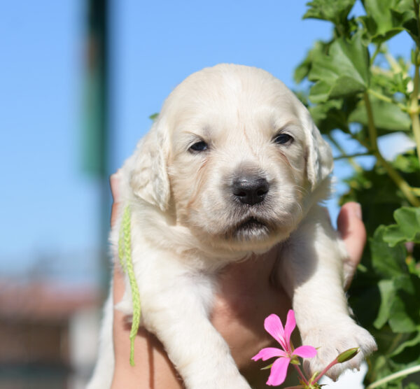Cyro Golden Retriever Cyro Golden Retriever