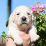 Cyro-male-golden-retriever-puppy-for-sale- (4)