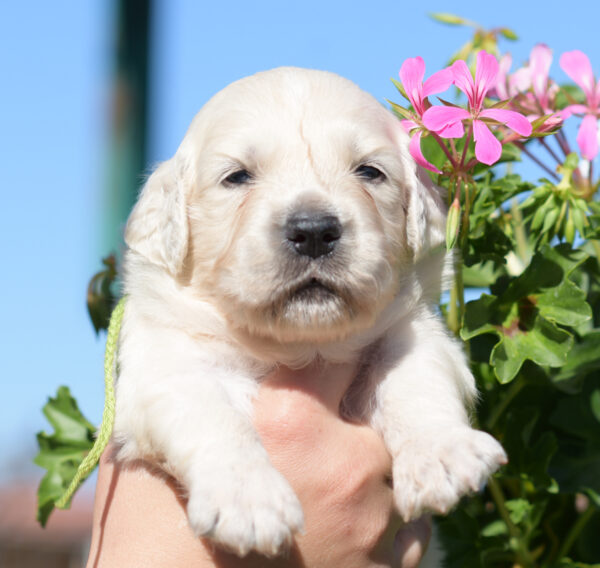 Cyro Golden Retriever Cyro Golden Retriever