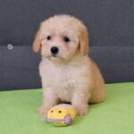 Daisy-female-maltipoo-puppy-for-sale- (1)
