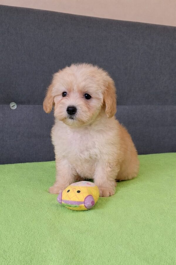 Daisy Maltipoo Daisy Maltipoo