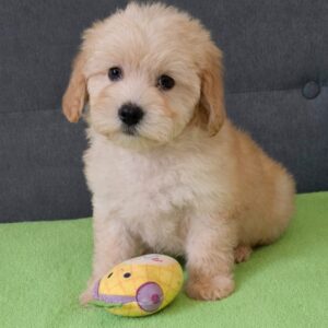 Daisy Maltipoo Daisy Maltipoo